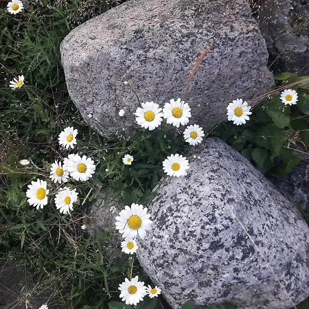 Velkuanmaa Lomamoekki Alpstuga Nådendal