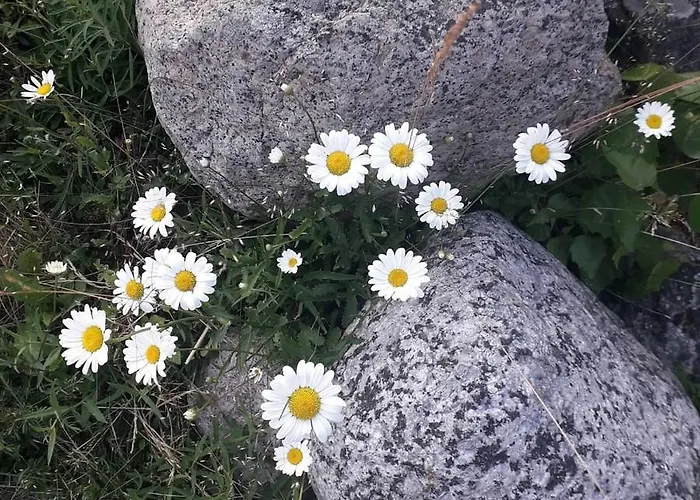 Velkuanmaa Lomamoekki Alpstuga Nådendal